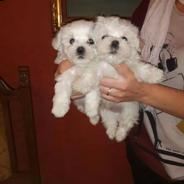 maltese maschio e femmina | Foto 0