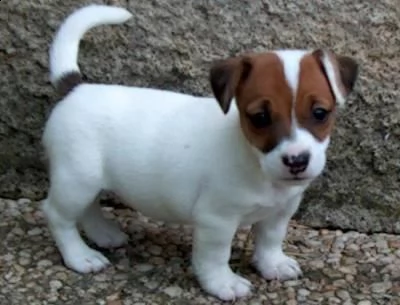 bellissimi cuccioli di jack russell terrier con pedigree, tricolori, bianco-arancio o completamente  | Foto 0