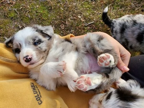 adorabili cuccioli di border collie femminucce e maschietti disponibili .