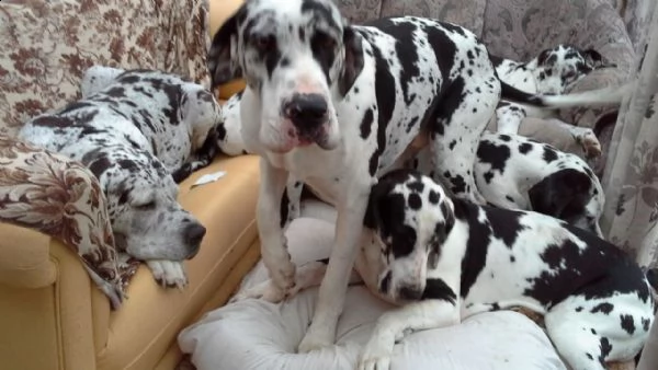 regalo adorabili cuccioli alano femminucce e maschietti