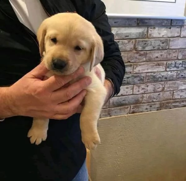  cuccioli di labrador retriever addestrati a casa