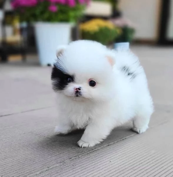  bellissimi cuccioli di pomerania disponibili in adozione