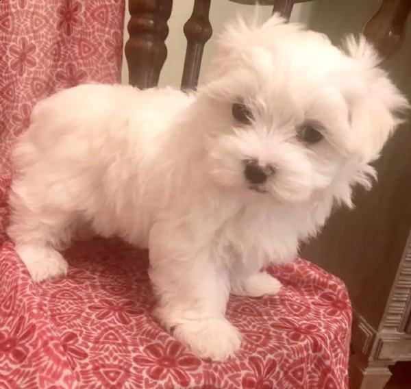 cucciolo maltese di razza inestimabile pronto per l'adozione!