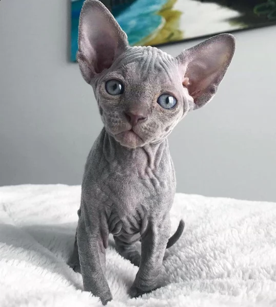 cuccioli di sphynx