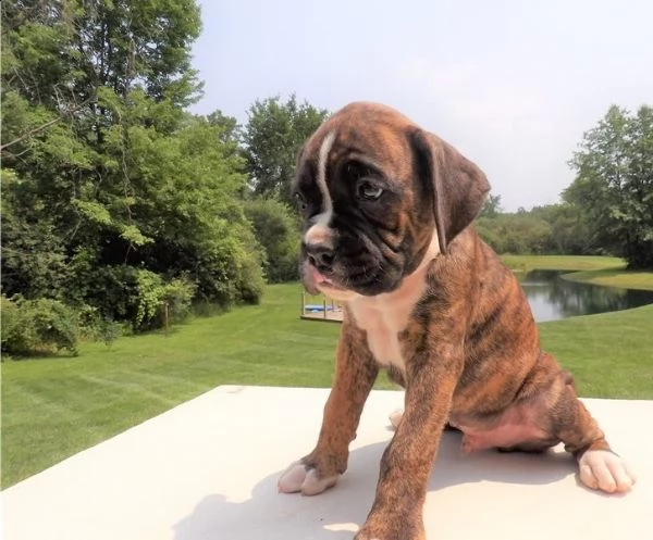 adorabili cuccioli di boxer  pronti per l'adozione