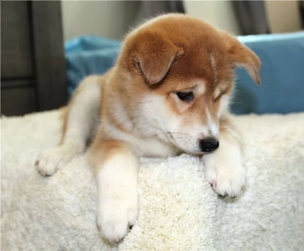 bellissimi cuccioli di shiba inu tricolore. 