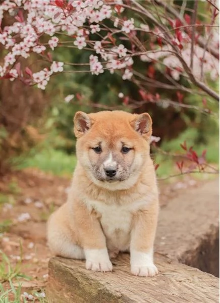 regalo due cuccioli di shiba inu per l'adozione