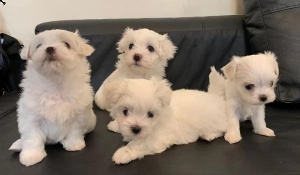 cucciolo maltese di razza inestimabile pronto per l'adozione!