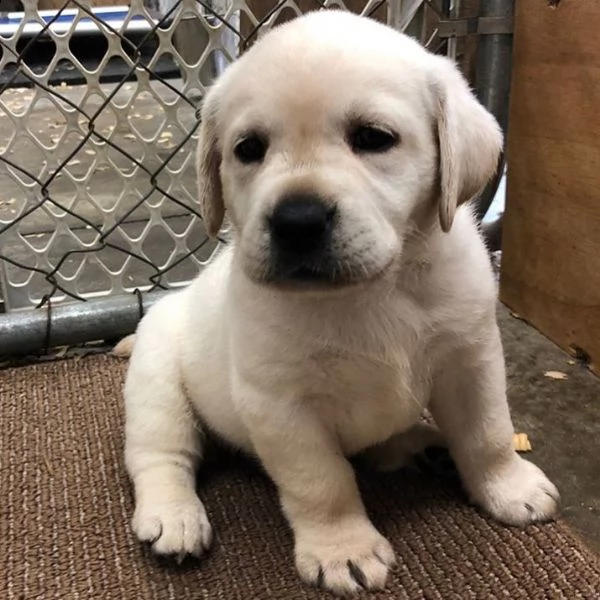 simpatici cuccioli di labrador retriever in adozione | Foto 0