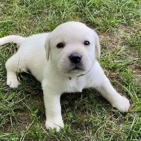 simpatici cuccioli di labrador retriever in adozione