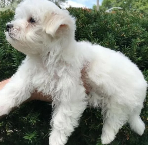 cuccioli maltesi super adorabili in tazza da tè | Foto 0