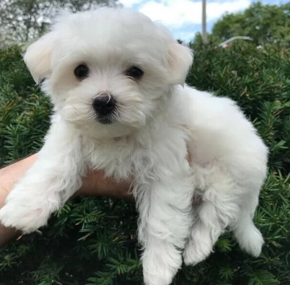 cuccioli maltesi super adorabili in tazza da tè