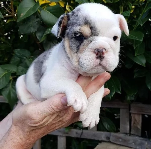 cuccioli bulldog inglese adozione | Foto 1