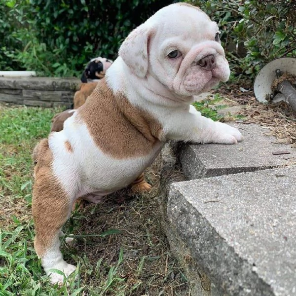 cuccioli bulldog inglese adozione | Foto 0