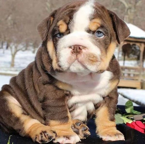 cuccioli bulldog inglese adozione