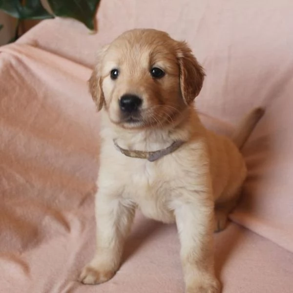 disponibili cuccioli di golden retriever maschi e femmine | Foto 1