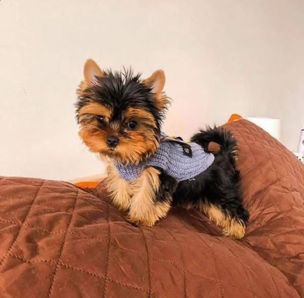  adorabili cuccioli di yorkshire terrier maschio e femmina