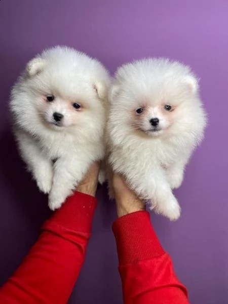 cuccioletti di pomerania toy