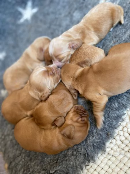 Cuccioli di Cocker Spaniel Inglese