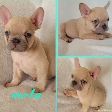 molto bellissimi bouledogue francese 