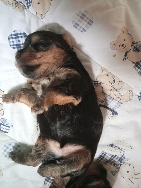 Yorkshire terrier/Biever(rimasto solo uno) | Foto 12