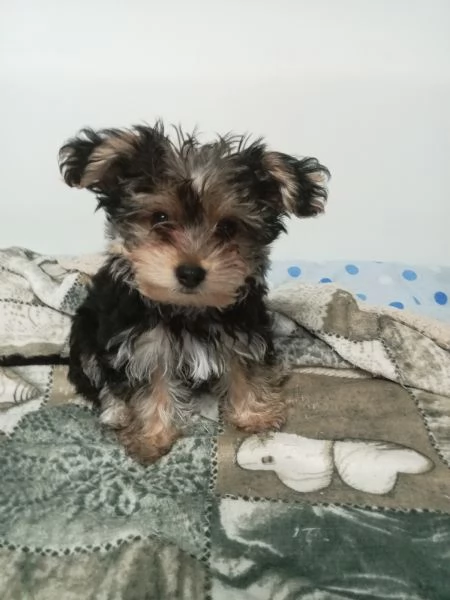 Yorkshire terrier/Biever(rimasto solo uno)