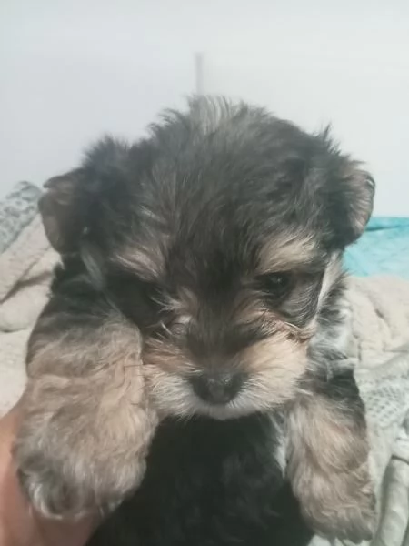 Yorkshire terrier/Biever  | Foto 3