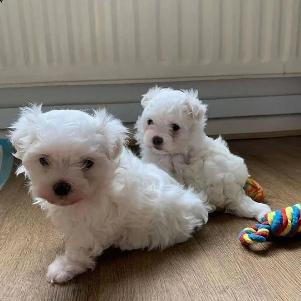 bellissimi cuccioli di maltese | Foto 0