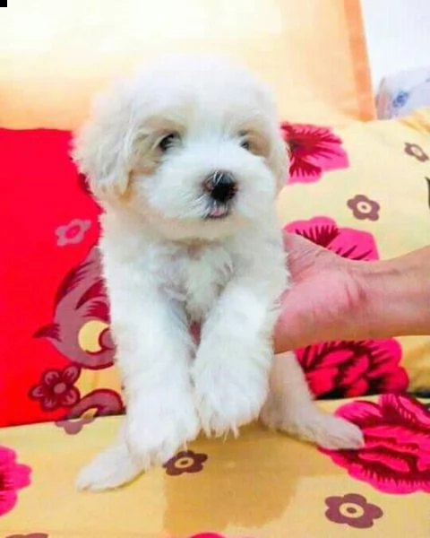 bellissimi cuccioli di maltese