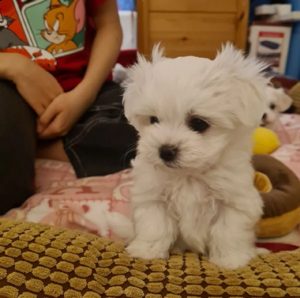 adorabile maltese maschio e femmina disponibile....whatsapp ...+380 50 728 3869