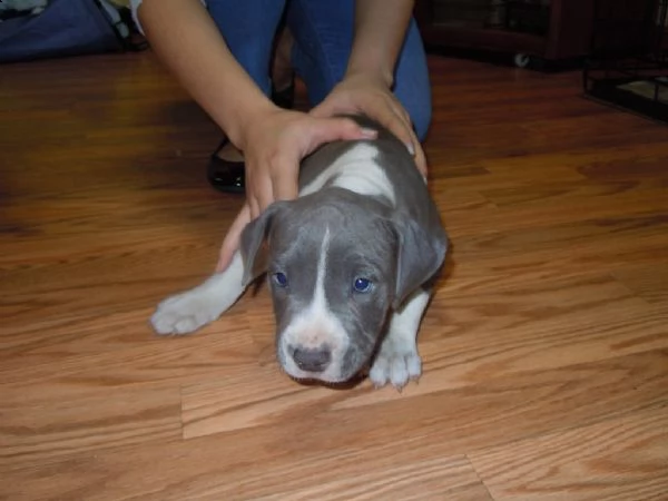 dolcissima cucciolata di amstaff | Foto 2