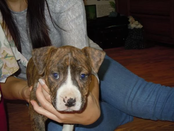 dolcissima cucciolata di amstaff