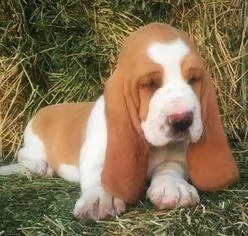  regalo cuccioli basset hound bellissimi cuccioli di basset hound di prima scelta in pronta consegna