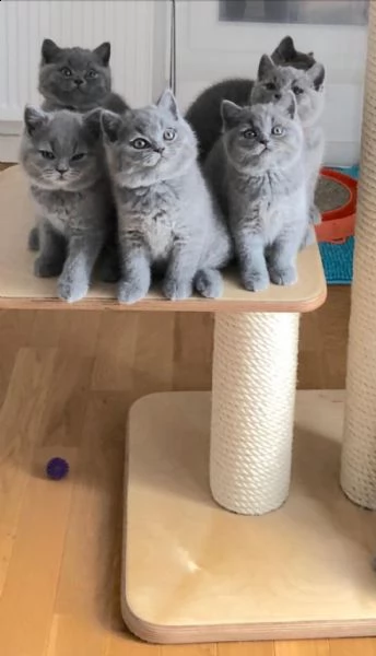 adorabili gattini british shorthair di impressionante eredità