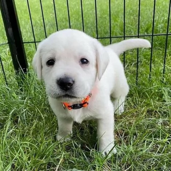 simpatici cuccioli di labrador retriever in adozione