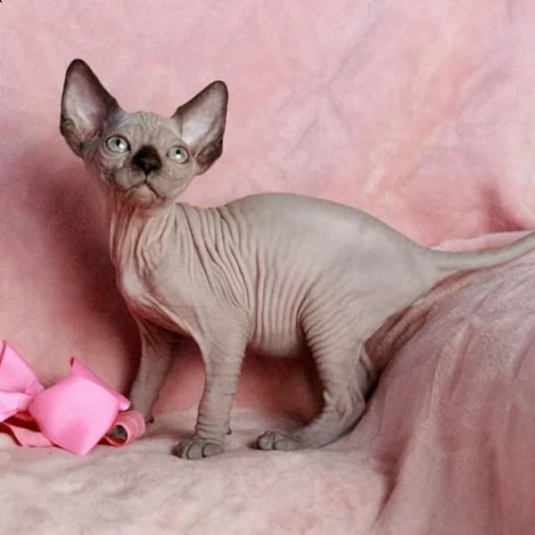  gattini canadian sphynx con pedigree 