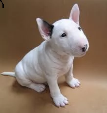 adorabili cuccioli di bull terrier femminucce e maschietti disponibili per l'adozione gratuita i cuc