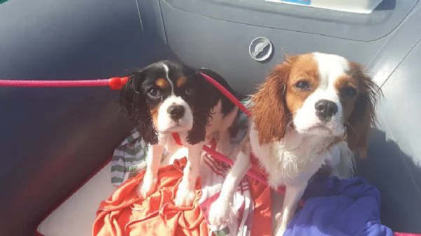 regalo cuccioli di razza cavalier king consegna con il libretto sanitario,  il michrochip, vaccinati