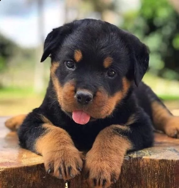  cuccioli di rottweiler ben addestrati in adozione