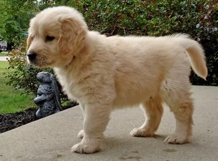 vendita cucciolo cucciolata adorabile di cuccioli di razza golden retriever 