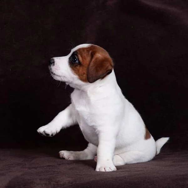  cuccioli di parson jack russell terrier