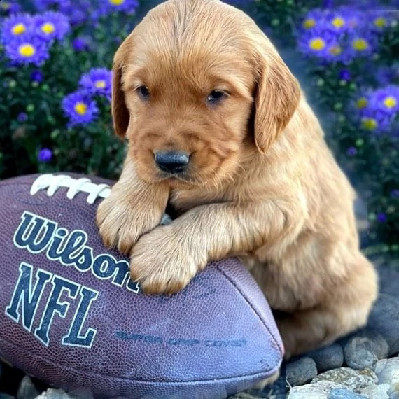 disponibili cuccioli di golden retriever maschi e femmine | Foto 1