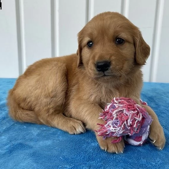 disponibili cuccioli di golden retriever maschi e femmine | Foto 0