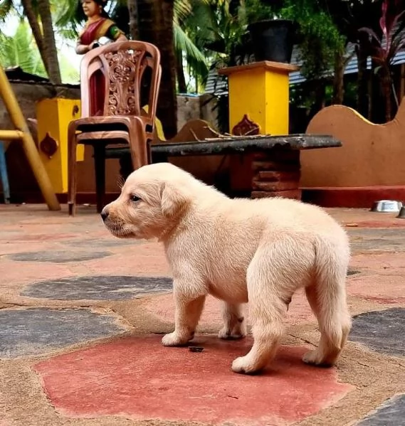  cuccioli di labrador retriever addestrati a casa