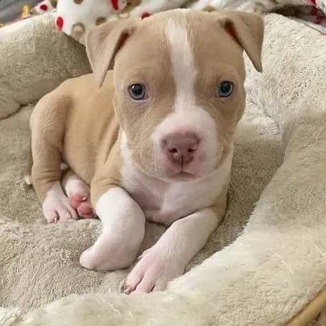  cuccioli di american pit bull terrier