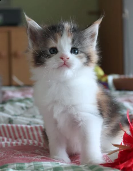 cucciola maine coon