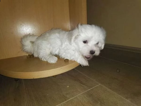 cuccioli maltesi pronti per una nuova casa regalo