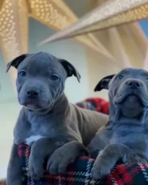 splendidi cuccioli di staffordshire terrier blue