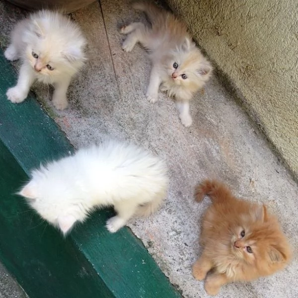  gattini persiani adorabili in adozione