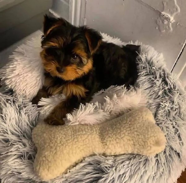   adorabili cuccioli di yorkshire terrier maschio e femmina